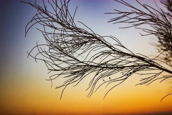Contrasting Grass Plant Bush Twig Dark Orange Blue Sky Natural — Stock fotografie