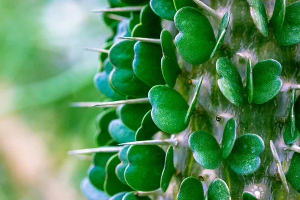 Didiereaceae Perennial Succulent Plants Grow Prickly Forests Madagascar Cactus Spines — Fotografia de Stock