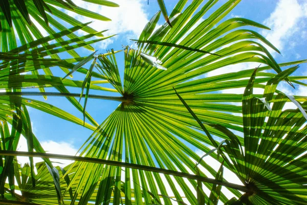 Green Palm Tree Leaves Coconut Leaf Background Exotic Fresh Foliage — Stock fotografie