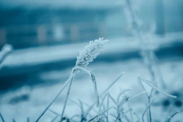 Geada Grama Flores Plantas Dia Inverno Gelado Congelado Frio Fora — Fotografia de Stock