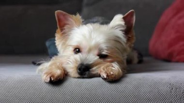 A small cute pretty purebred Yorkshire Terrier dog lying on a grey sofa, in bed indoors looking in camera. Brown puppy, doggy, lapdog in cozy home. Canine breed Domestic animal resting napping indoors