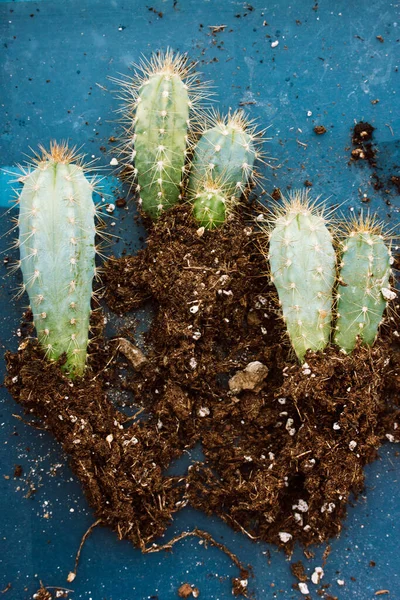 サボテンの植え替え 青い表面上面に地面に棘のある緑色のサボテン 成長する植物 ホームガーデンブルーPilosocereusマグニチュードサボテン サククラメント — ストック写真