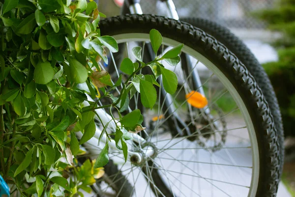 Däck Hjul Cykel Mot Buske Med Gröna Blad Miljövänlig Transport — Stockfoto