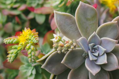 Beautiful background with green blue succulents leaves with blossoming yellow flowers, exotic garden plants in bloom. Graptopetalum paraguayense. Ghost plant blooming in spring day. Floriculture. clipart