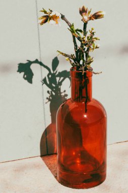 Çiçek açan bir dalın kontrastlı gölgesi ile kırmızı cam vazo dikey fotoğraf içinde badem ağacı dalı. Çiçek arkaplan. Bahar mevsiminde ev için modern dekorasyon. Mart, Nisan doğası uyandı.