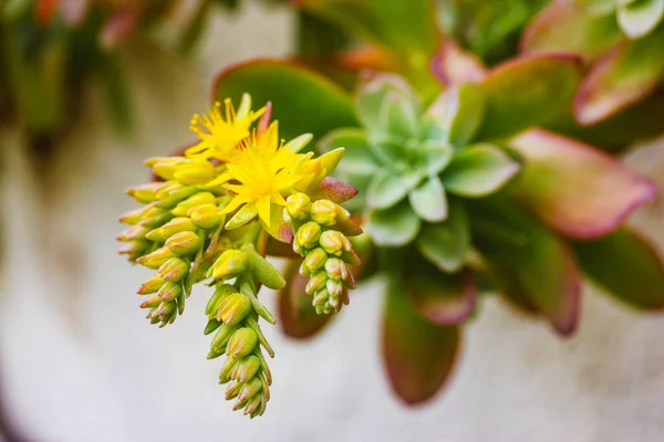Hermoso Fondo Con Hojas Verdes Suculentas Azules Con Flores Amarillas — Foto de Stock