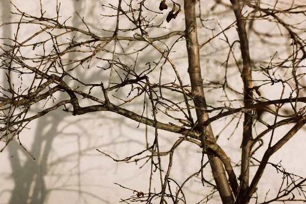 Μικρό Δέντρο Χωρίς Φύλλα Γυμνά Κλαδιά Φυτρώνουν Εξωτερικούς Χώρους Ενάντια — Φωτογραφία Αρχείου