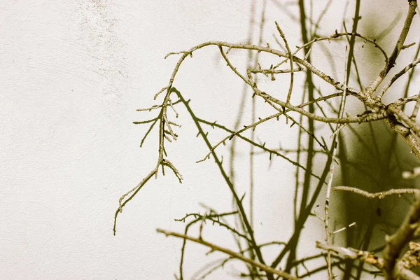 Μικρό Δέντρο Χωρίς Φύλλα Γυμνά Κλαδιά Φυτρώνουν Εξωτερικούς Χώρους Ενάντια — Φωτογραφία Αρχείου