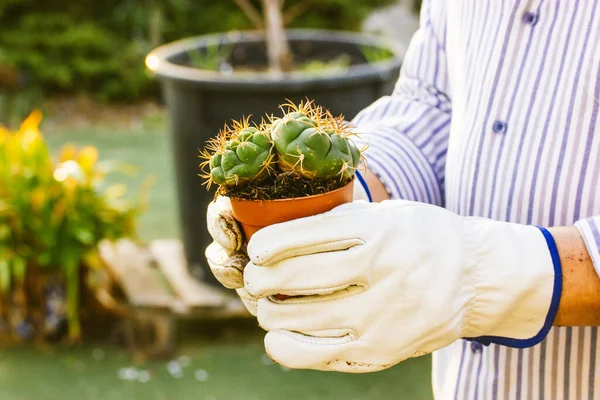Ocactus Esaedroforo Nelle Mani Del Giardiniere Contadino Coltivazione Cactus Giardino — Foto Stock