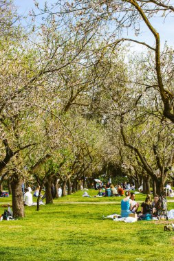Madrid, İspanya 12 Mart 2023 güneşli bir bahar gününde şehir parkında insanlar yeşil çimlerin üzerinde bahçedeki meyve ağaçlarının arasında piknikte dinleniyorlar.