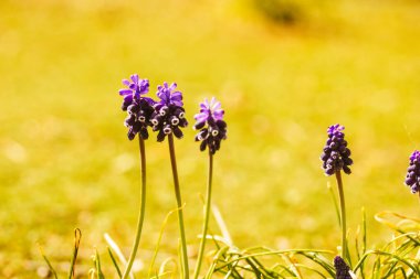 Mavi mor Muscari ya da Fare Sümbülü doğal yeşil arka planda çiçek açar. Bahçe ampulleri ve uzun ömürlü duvar kağıtları. Bahçede çiçek açan ilk bahar bitkisi, park. Bahçedeki ilk çiçekler.