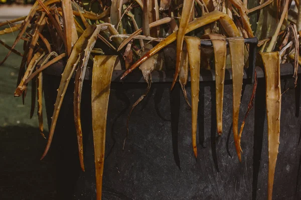 Foglie Brune Appassite Aloe Vera Vecchio Vaso Fiori Argilla Nera — Foto Stock