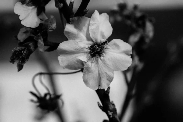 Цветущая Ветка Пружинной Ветки Белыми Цветочными Бутонами Опыления Пчел Весеннем — стоковое фото