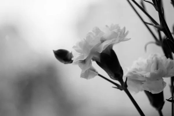 白い背景に小さな白いカーネーションの花芽 花の装飾 窓の上の花の花束はまだ 春休みおめでとうございます 花の贈り物 白黒写真 贈り物 — ストック写真