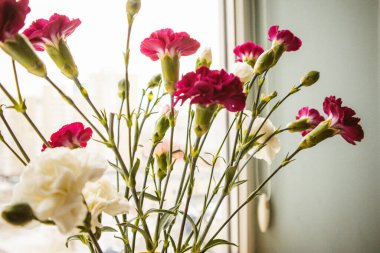 Küçük beyaz ve pembe karanfiller çiçek tomurcukları. Çiçek dekoru. Çiçek buketi kapanıyor. Bahar tatili için tebrikler. Çiçek hediyesi. Gelin hediyesi..