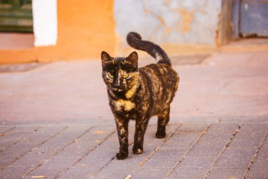 Üç renkli, yeşil gözlü, siyah ve kırmızı bir kedi sokakta yürüyor. Delen gözlü güzel bir kedinin portresi. Soylu bir evcil hayvan. Kaplumbağa kabuklu kediler. Dışarıda güzel bir hayvan var. Kedi hayvan yürüyüşü