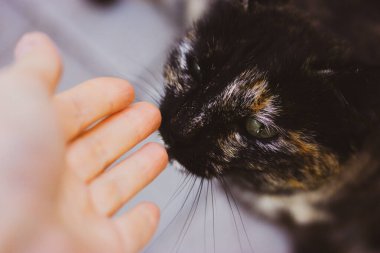 Üç renkli bir siyah ve kırmızı kedi el kokluyor. Yakından güzel bir kedinin portresi. Açık havada soylu bir evcil hayvan. İnsan ve hayvan teması. Elinle bir kediye dokun. Evsiz kedi yemek bekliyor..