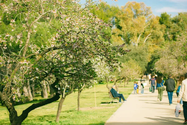 stock image A city park in sunny spring day with people relaxing in nature at a picnic sitting on bench among blossoming fruit trees. Entertainment in the orchard outdoor. Blurred photo with selective focus.