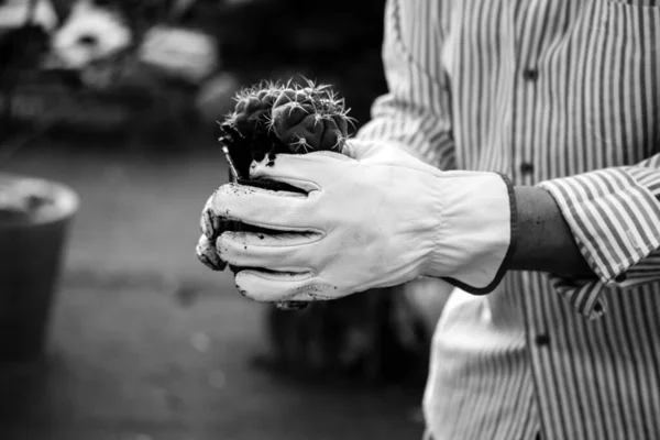 stock image Thelocactus hexaedrophorus in gardener's hands. Cultivation cactuses in garden, greenhouse A gardener farmer man works outdoors in thorn proof gloves for cactus. Plants care replanting Black and white