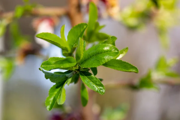 Ένα Κλαδί Από Ένα Νεαρό Δέντρο Πράσινα Φρέσκα Φύλλα Μπουμπούκια — Φωτογραφία Αρχείου