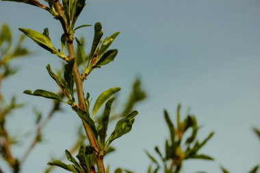 Yeşil taze yaprakları olan genç bir ağacın dalı. Bahar günü ağaçlardaki tomurcuklar. Mart Nisan 'da bitkilerin uyanışı. Çalı makro fotoğrafında bir yaprak. Meyve ağaçları meyve bahçesinde, ev bahçesi, eko çiftliği.