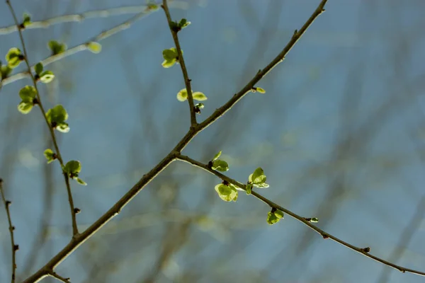 Ветка Молодого Дерева Зелеными Свежими Листьями Почки Деревьях Весенний День — стоковое фото