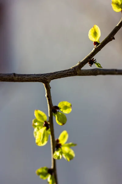 Ένα Κλαδί Από Ένα Νεαρό Δέντρο Πράσινα Φρέσκα Φύλλα Μπουμπούκια — Φωτογραφία Αρχείου