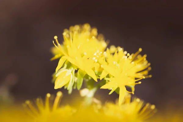 Żółte Kwiaty Sedum Palmeri Ciemnym Tle Miejscem Tekst Kwiatowa Pocztówka — Zdjęcie stockowe
