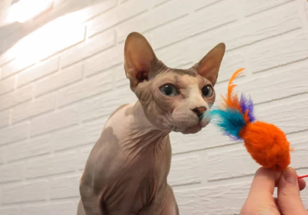 A bald Canadian Sphynx cat sniffs interestedly a cat toy with feathers. A pet at home. A human is playing with a kitten. One lovely animal indoors play with curiosity with a funny muzzle expression.