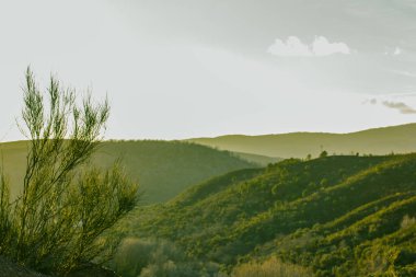 İspanya 'da doğa. Ulusal Rezerv, dağlık bir tepe. Ormanda, ormanda yeşil ağaçlar var. Tepeler gökyüzüne karşı puslu. Doğal duvar kağıdı. Bir ekoloji konsepti, sükunet, seyahat hedefi. 