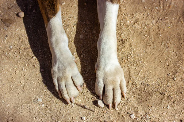 Clawed paws of a large dog lying on the ground view from above. Stray animals, pets concept. Dog Lifestyle. Body parts of a dog or puppy. Paw overhead view.
