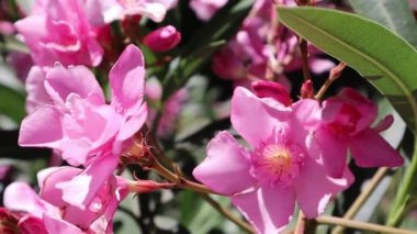 Neryum zakkum ya da neryum pembe çiçek yaprakları. Süslü ve peyzaj bitkisi olarak yetiştirilmiş yeşil her zaman yeşil çalı. Bunga jepun, neryum çiçeği bahar bahçesinde rüzgarda yavaşça sallanıyor.