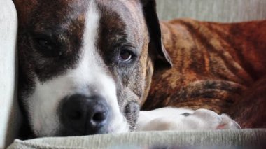 Üzgün, yalnız, büyük kahverengi boksör köpeği portresi bir kanepede uzanıyor ve sahibini bekliyor. Yalnızlık, hayvan psikolojisi. İç mekanda evcil bir hayvan. Köpek yatakta yatıyor.. 