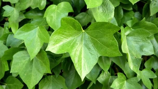 Κοινή Ivy Ivy Curly Ένα Αειθαλές Σγουρό Αμπέλι Πράσινα Φύλλα — Αρχείο Βίντεο