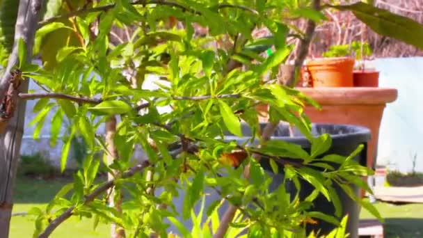 Monte Vasos Com Plantas Diferentes Pequenas Árvores Quintal Jardim Casa — Vídeo de Stock