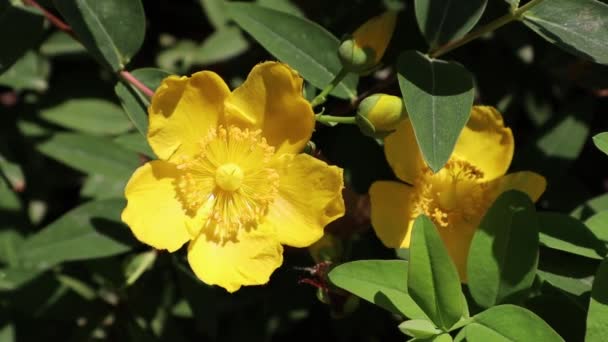 高カルシウムカルシウム Hypericum Calycinum 開花期の植物科高カルシウム科に属する低成長または低成長の低木の一種である 庭に大きな黄色の花を咲かせます 春の満開のシャロンのバラ夏の日 — ストック動画