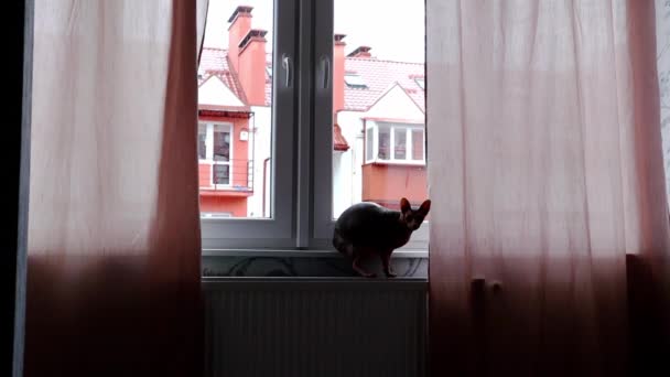 캐나다 대머리 스핑크스 고양이가 창턱에 창밖을 내다본다 집안에 동물이다 날더운 — 비디오