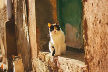 Güneşli bir günde, komik siyah tüylü evsiz kediler bir şehir caddesinde oturuyor. Şehir ortamında bir bahçe kedisi. Kedi hayvanlar, terk edilmiş kediler. Bıyıklı erkek kedi kapı eşiğinde.
