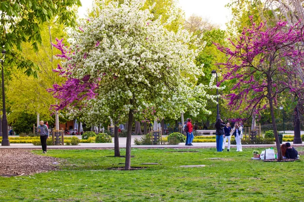 Retiro Park Madrid Spanien April 2023 Blommande Träd Med Syrener — Stockfoto