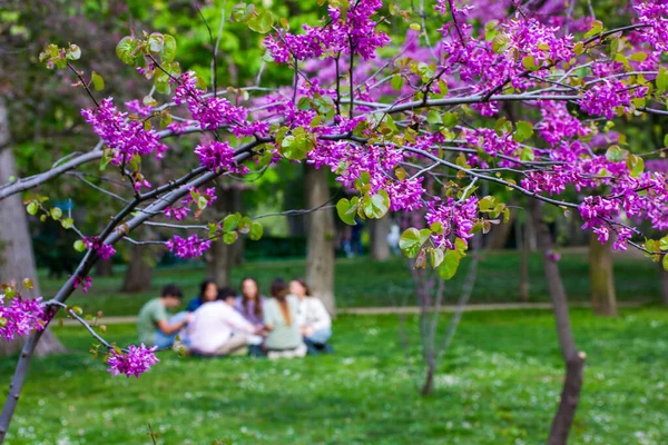 A company of friends youth sitting talking on picnic under flowering trees with lilac, pink flowers in spring garden, park. People relaxing on fresh green grass on lawn in weekend. Springtime blossom.