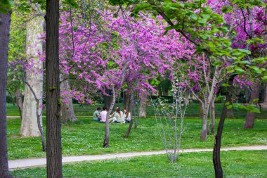 Bahar bahçesinde güzel pembe mor mor menekşe çiçekleriyle açan Cercis silikastrum ya da Judas ağacı baharda kızılcık ağacı açar insanlar yeşil çimenlikteki leylak ağacının altında oturur.