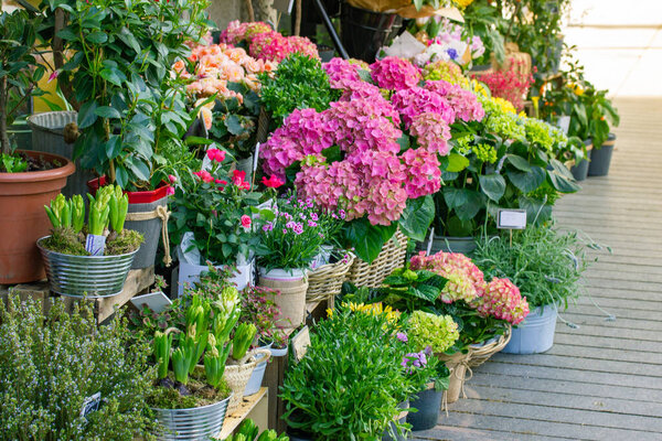 Madrid Spain April 5, 2023 A flower store with an assortment of different flowers sold on a city street. Spring flowers for the holiday. Entrance into a floral shop. Plants blossoming in pots outdoors