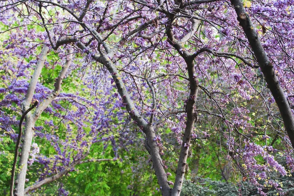 나무는 정원에 아름다운 자주색 동부의 꽃봉오리 나무는 봄철에 피운다 배경에 — 스톡 사진