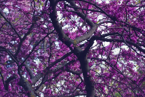 西兰花或犹大树 开着美丽的紫罗兰花 在春天的花园 四月阳光明媚的日子里 植物的天性 美丽的自然背景 开满鲜花的树 — 图库照片