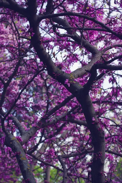 Cercis Siliquastrum Nebo Jidáš Strom Který Kvete Krásnými Fialovými Květy — Stock fotografie