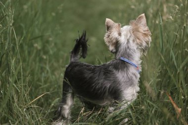 Yorkshire teriyeri küçük köpek uzun yeşil çimlerin arasında duruyor ve sahibini beklemek için geri dönüyor. Sadık köpek sadakatle bekler. Yaz parkında köpek gezdiriyorum. Köpek, köpek yavrusu, köpek yavrusu.