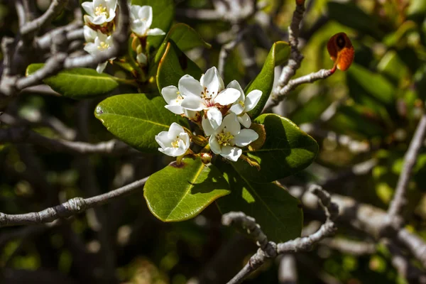 Rhaphiolepis Umbellata Pleine Floraison Sur Des Branches Brindilles Petites Fleurs — Photo