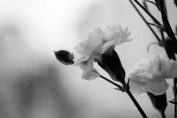 Pequeños Claveles Blancos Capullos Flores Sobre Fondo Blanco Decoración Floral — Foto de Stock