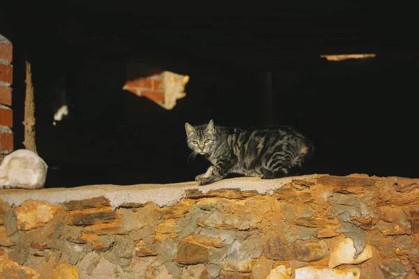 A homeless gray striped cat with yellow eyes looks frightened at camera in an abandoned house against a brick wall. Animal\'s fear, consternation, fright Homeless felines help, animal trapping service.