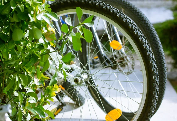Pneus Rodas Bicicleta Contra Arbusto Com Folhagem Verde Transporte Ecológico — Fotografia de Stock